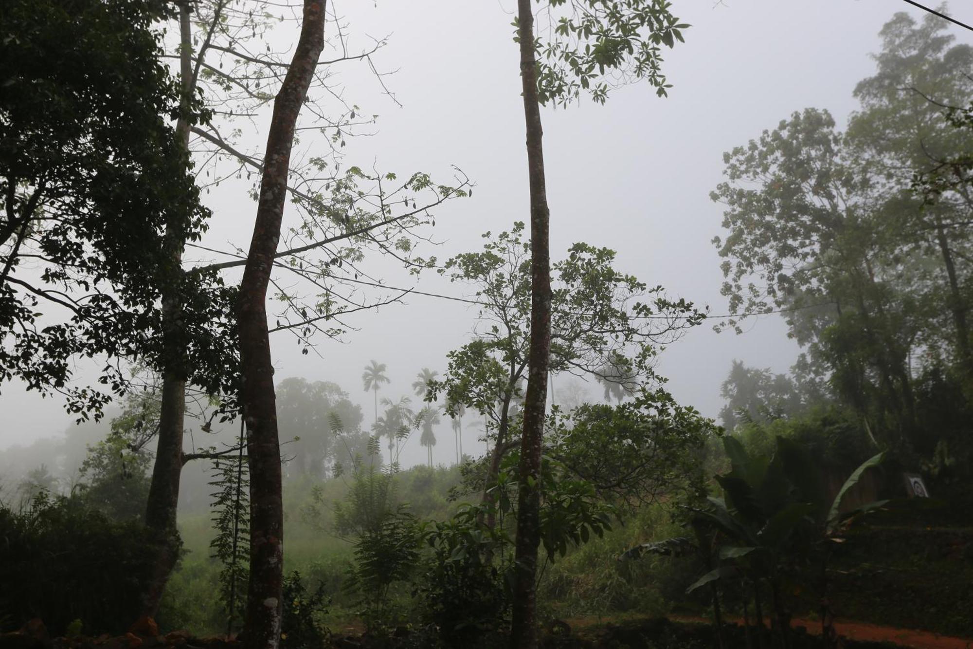 360 Rainforest Deniyaya Eksteriør billede
