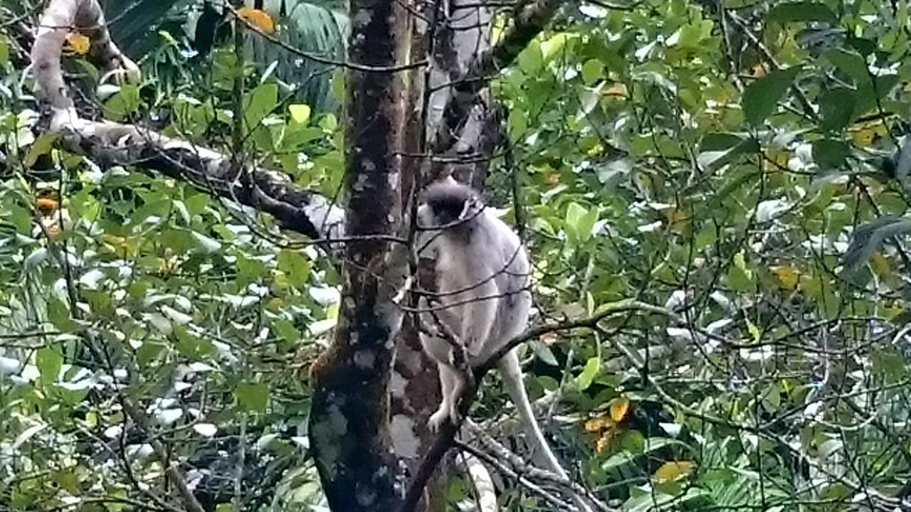 360 Rainforest Deniyaya Eksteriør billede